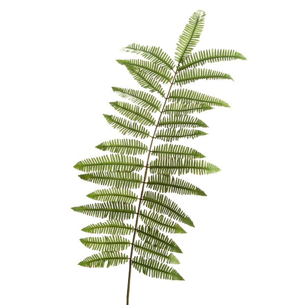 Branche de Fougère Canada (2 tailles : S et L)