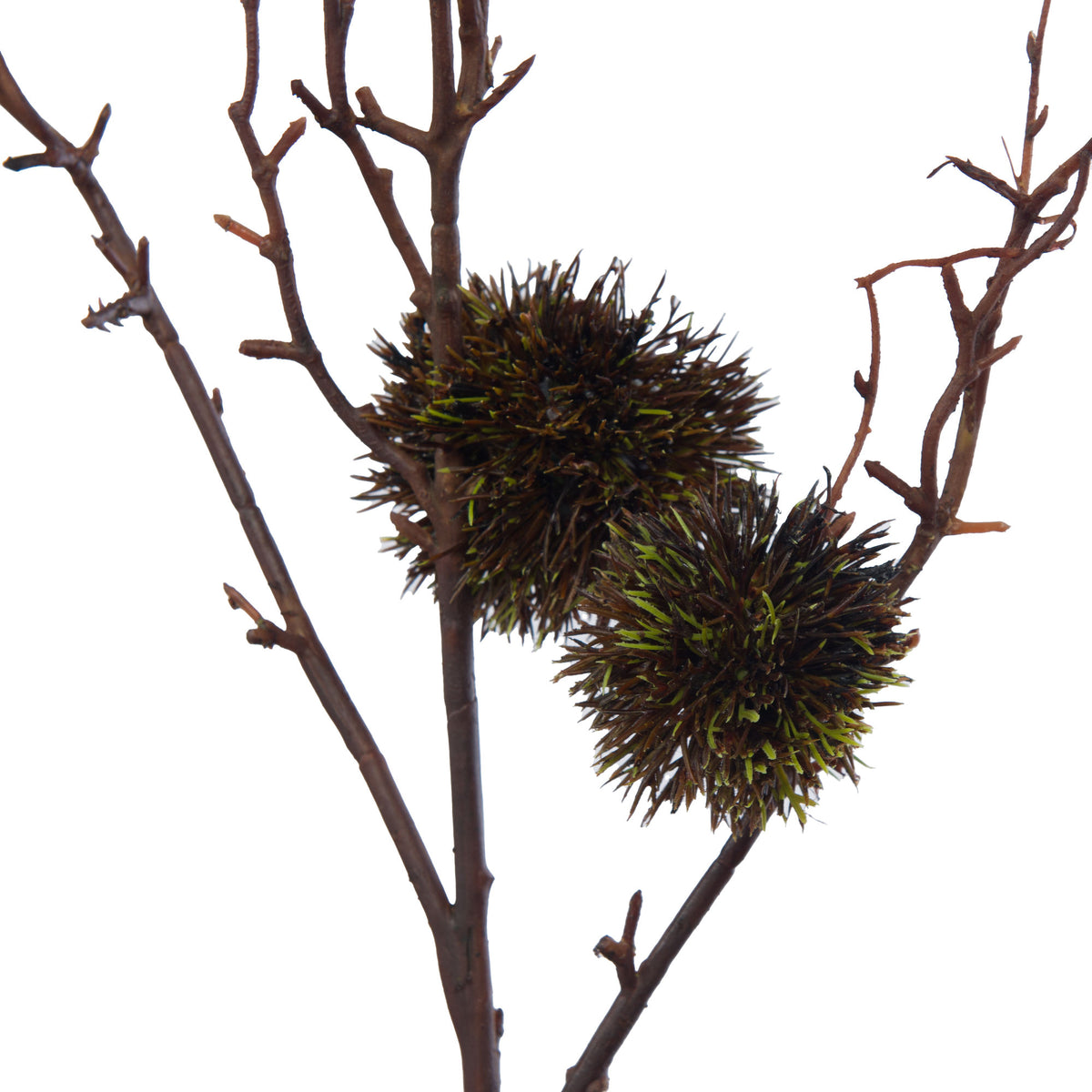 BRANCHE DE CHARDON OU PLATANE BRUNS - LA PETITE BOITE JAUNE