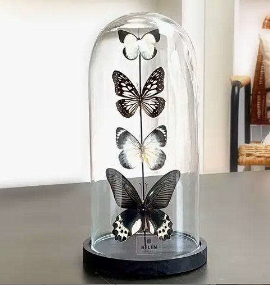 Cloche en verre moyenne avec 4 papillons