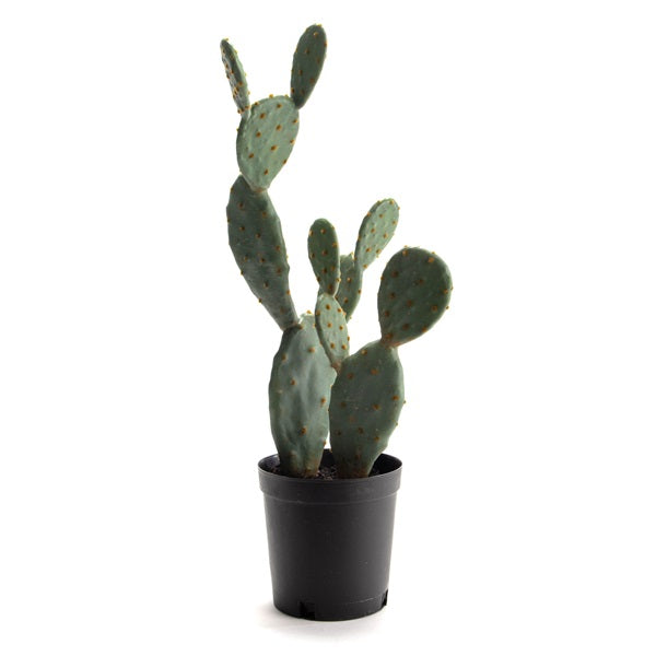 Cactus Figue de Barbarie