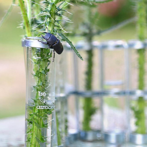 VASE TSE TSE AVEC DES TUBES EN VERRE