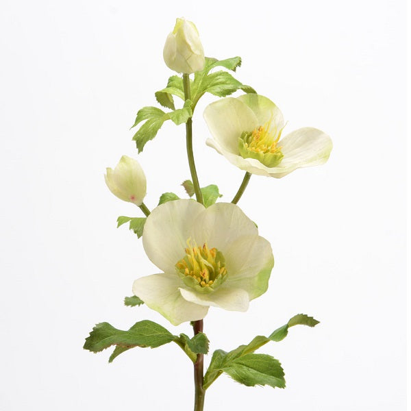 Branche d'Hellebore royale blanche ou géante rose