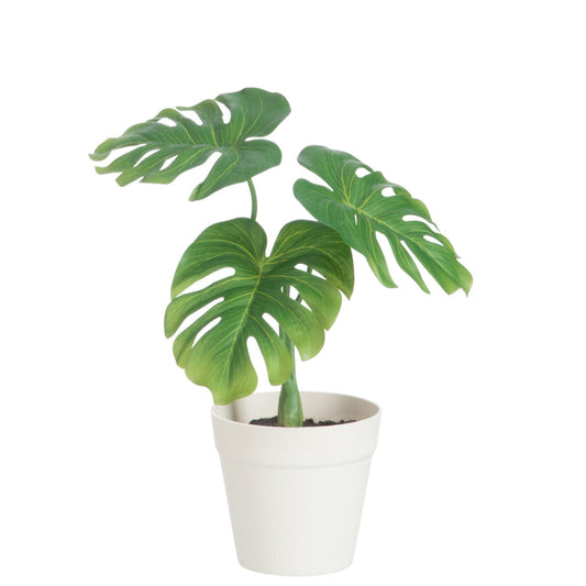 Philodendron en pot