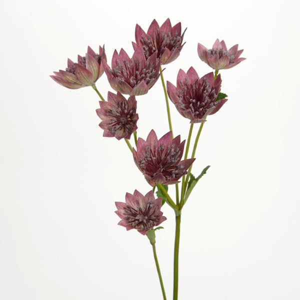 Branche d'Astrantia