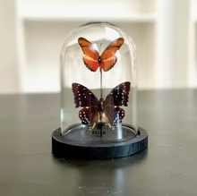 Charger l&#39;image dans la galerie, Cloche en verre MOYENNE avec 2 papillons
