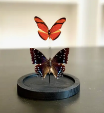 Charger l&#39;image dans la galerie, Cloche en verre MOYENNE avec 2 papillons
