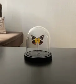 Cloche MINI en verre avec un papillon