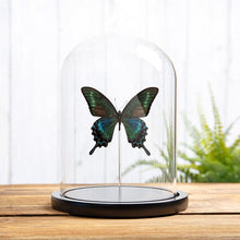 Charger l&#39;image dans la galerie, Cloche MOYENNE avec le papillon Papilio Maackii - Indonésie
