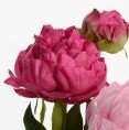 Branche de Pivoines roses