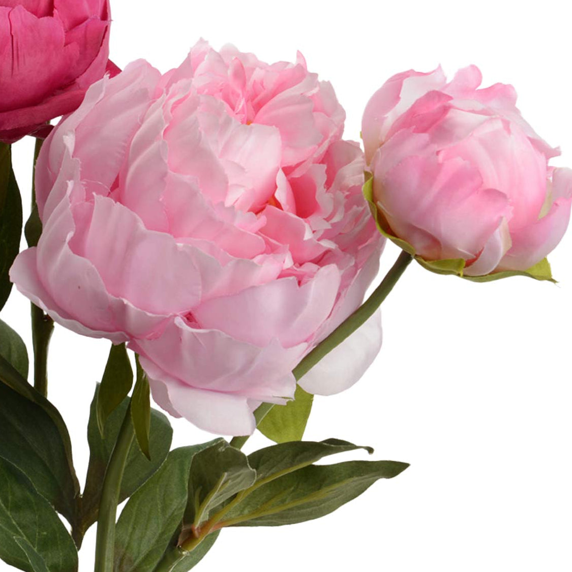 Branche de Pivoines roses