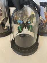 Charger l&#39;image dans la galerie, Cloche MOYENNE avec le papillon Papilio Maackii - Indonésie
