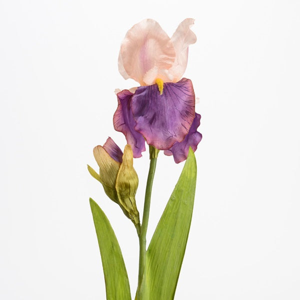 Branche d'Iris Iberica
