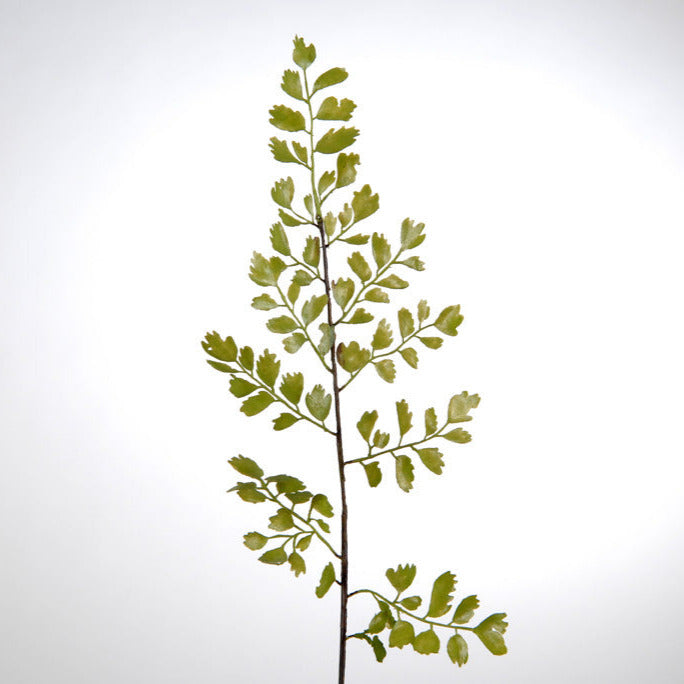 Branche artificielle de capillaire, une fougère ornementale verte.