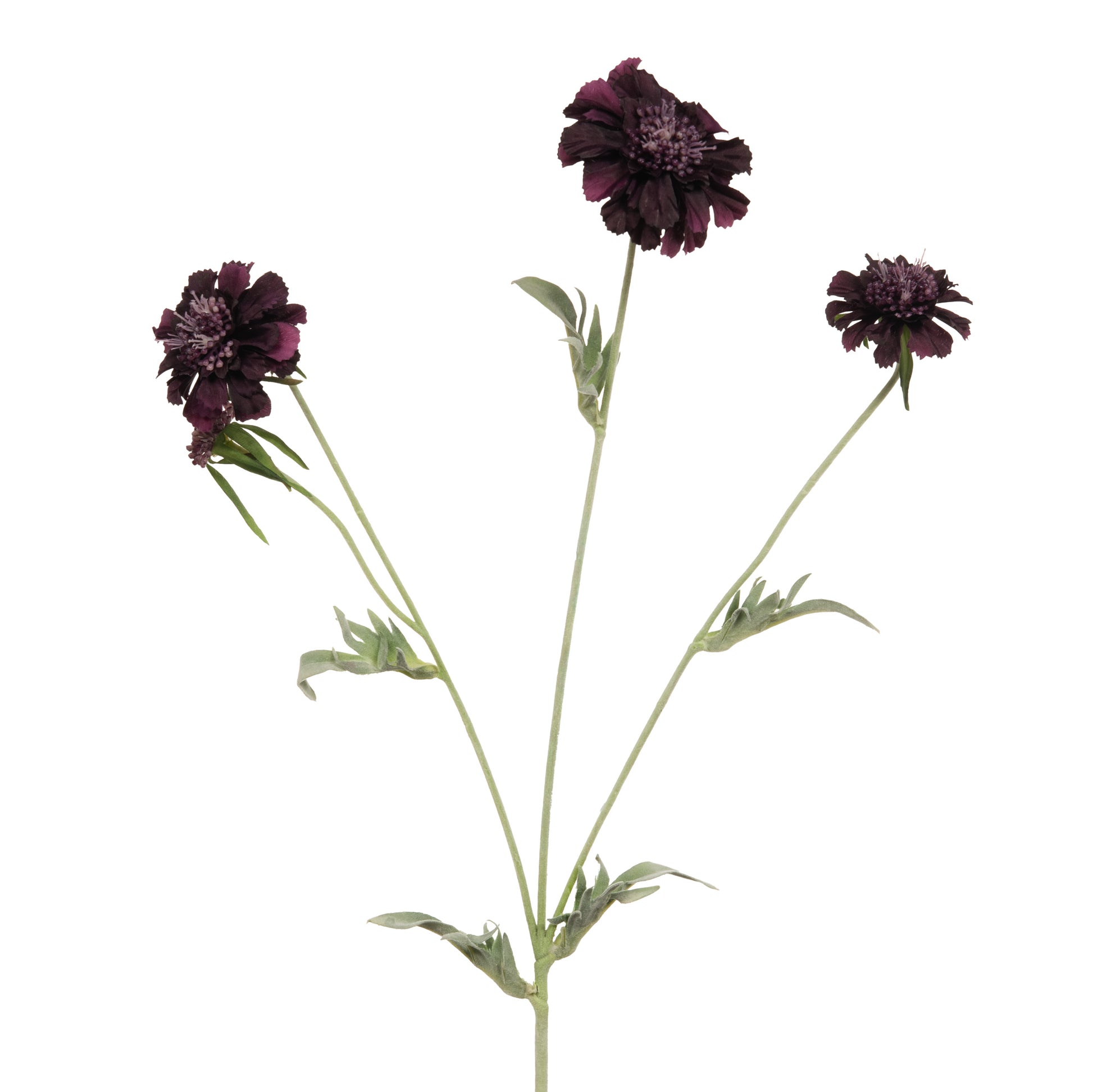 TIGE DE FLEURS SCABIEUSE PRUNE - LA PETITE BOITE JAUNE