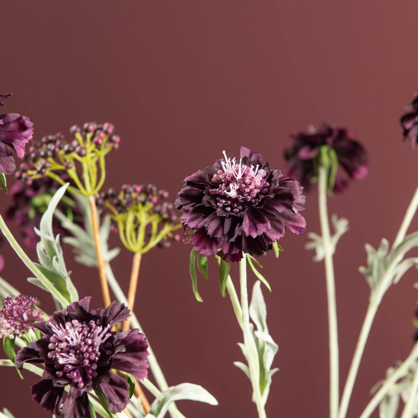 TIGE DE FLEURS SCABIEUSE PRUNE - LA PETITE BOITE JAUNE