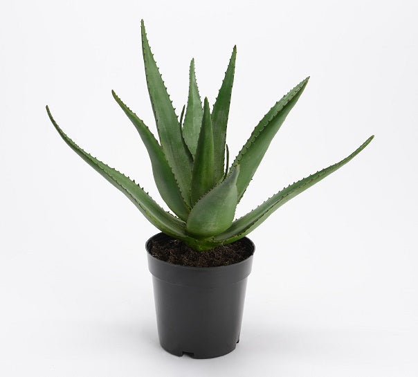 Cactus Aloe Ferox en pot