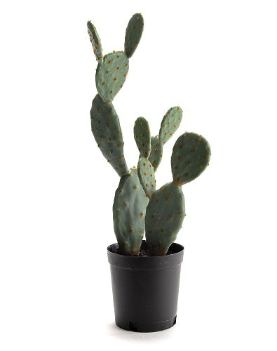 Cactus figue de Barbarie en pot
