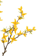 Charger l&#39;image dans la galerie, Branche de Forsythia jaune
