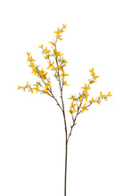 Charger l&#39;image dans la galerie, Branche de Forsythia jaune

