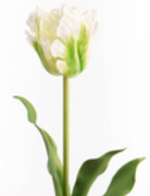 Charger l&#39;image dans la galerie, Tulipes perroquet blanches
