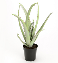 Charger l&#39;image dans la galerie, Cactus Aloe en pot
