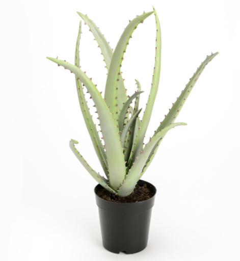 Cactus Aloe en pot