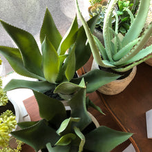 Charger l&#39;image dans la galerie, Cactus Aloe en pot
